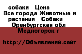 собаки › Цена ­ 2 500 - Все города Животные и растения » Собаки   . Оренбургская обл.,Медногорск г.